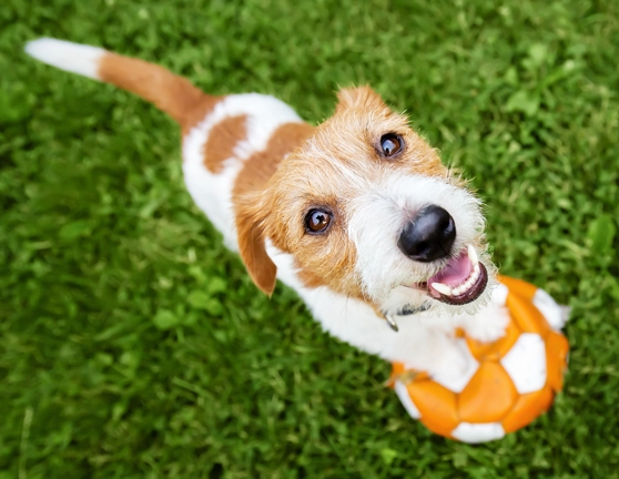 Perro jugando con una pelota en el césped y mirando a la cámara